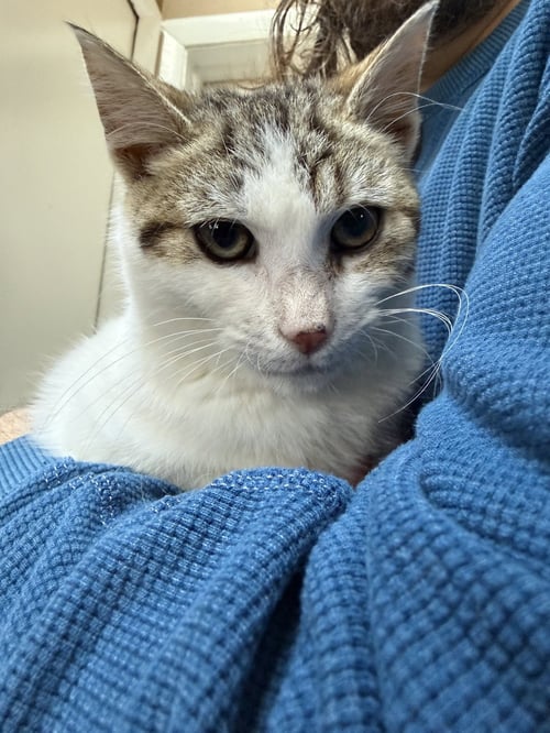 BARTHOLOMEOW KITTEN - Domestic Short Hair available for adoption