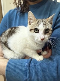 Bartholomeow KITTEN - Photo 3