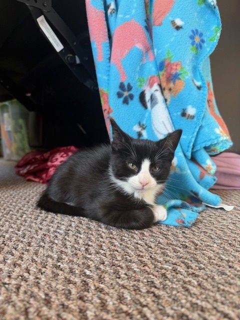 MADISON'S TOM KITTEN - Domestic Short Hair available for adoption