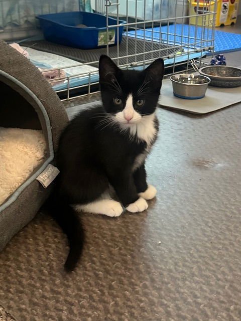 MADISON'S TOM KITTEN - Domestic Short Hair available for adoption