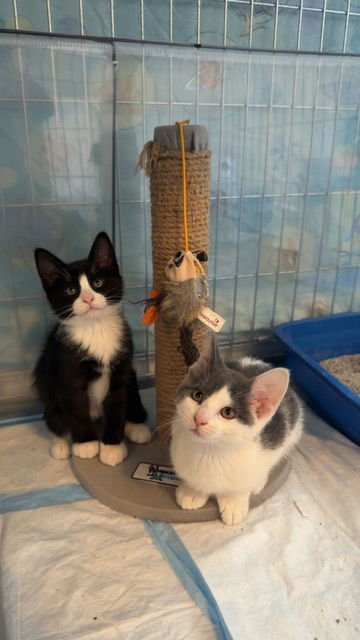 Madison's Tom KITTEN - Photo 3