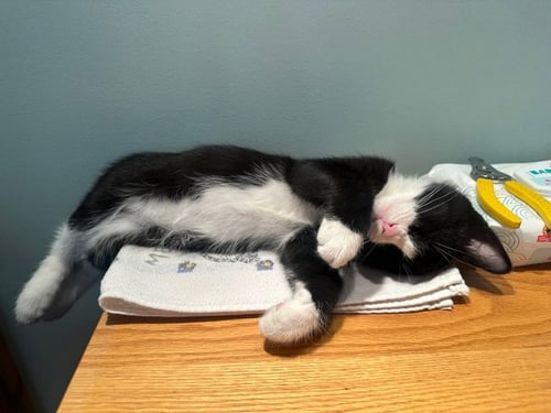 MADISON'S TOM KITTEN - Domestic Short Hair available for adoption
