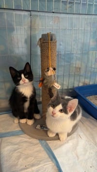 Madison's Tom KITTEN - Photo 5