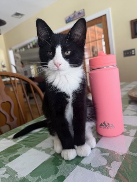 MADISON'S TOM KITTEN - Domestic Short Hair available for adoption