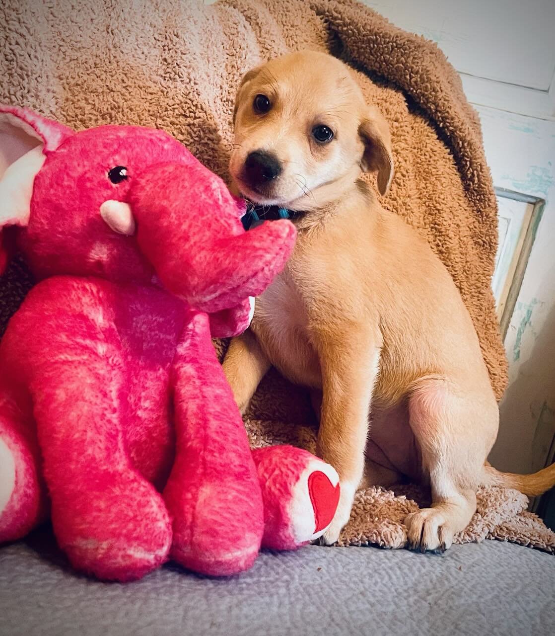 SKYE LONESTAR - Labrador Retriever available for adoption