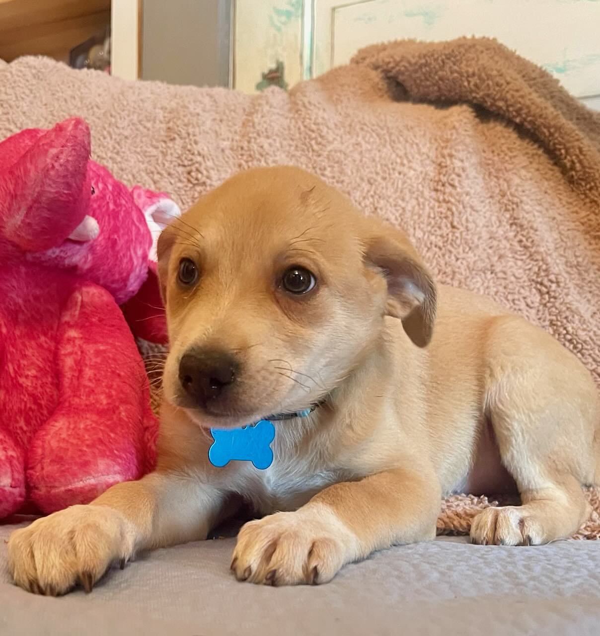 SKYE LONESTAR - Labrador Retriever available for adoption