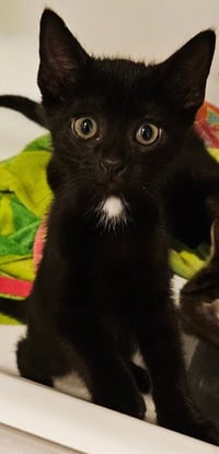 Korn KITTEN - Photo 2