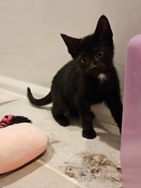 Korn KITTEN - Photo 4