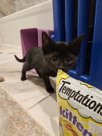 Korn KITTEN - Photo 3