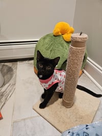 Korn KITTEN - Photo 1