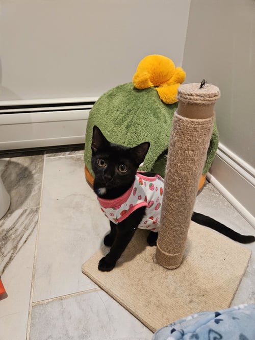 KORN KITTEN - Domestic Short Hair available for adoption