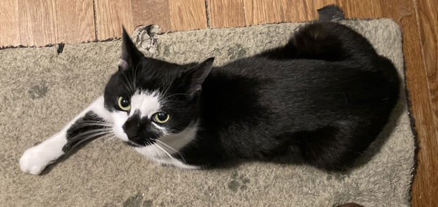 RORI - Domestic Short Hair available for adoption