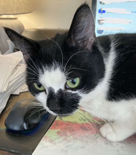 RORI - Domestic Short Hair available for adoption