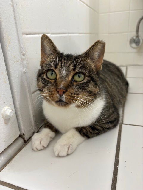 GRETA - Domestic Short Hair available for adoption