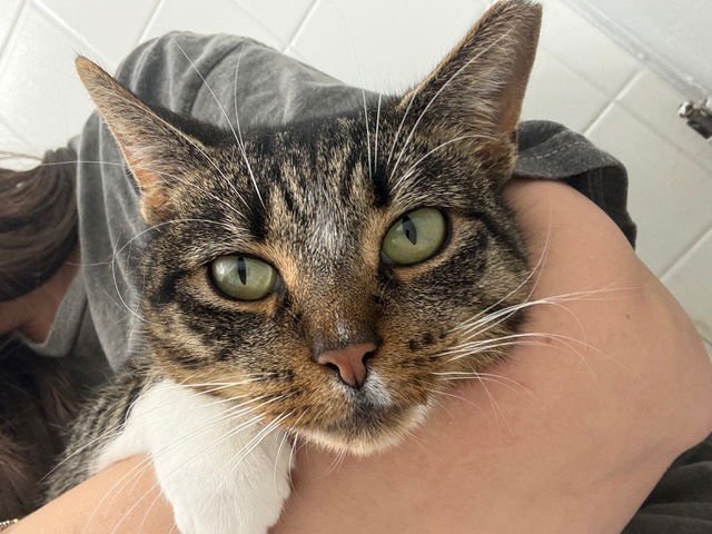 GRETA - Domestic Short Hair available for adoption