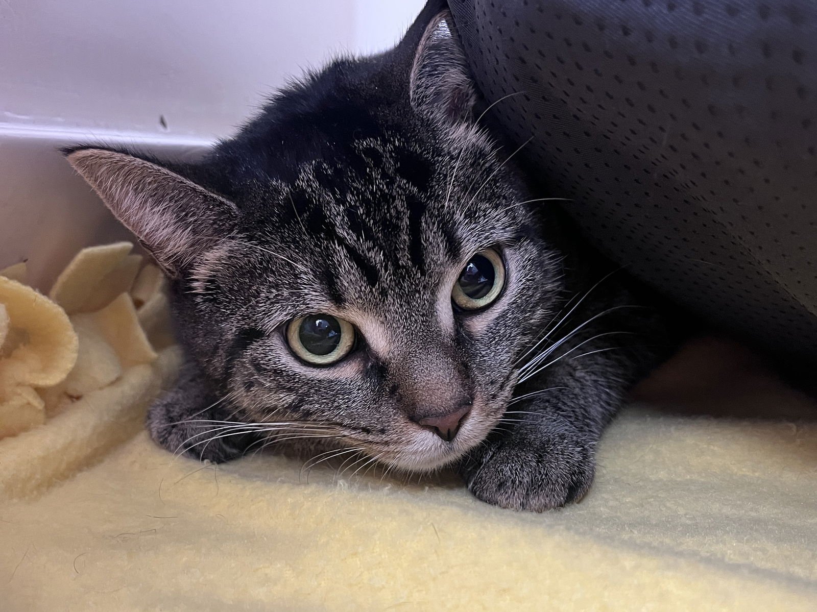 COOKIE RM - Domestic Short Hair available for adoption