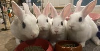 Luna's Comet RABBIT - Photo 3