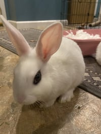 Luna's Comet RABBIT - Photo 2