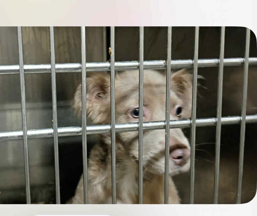 DOVE HC - Retriever available for adoption