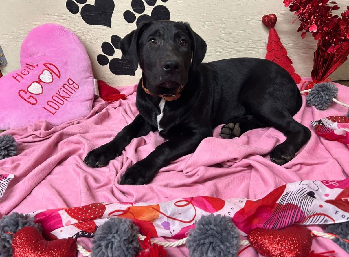 ANDREW LONESTAR - Labrador Retriever / Belgian Shepherd Malinois available for adoption