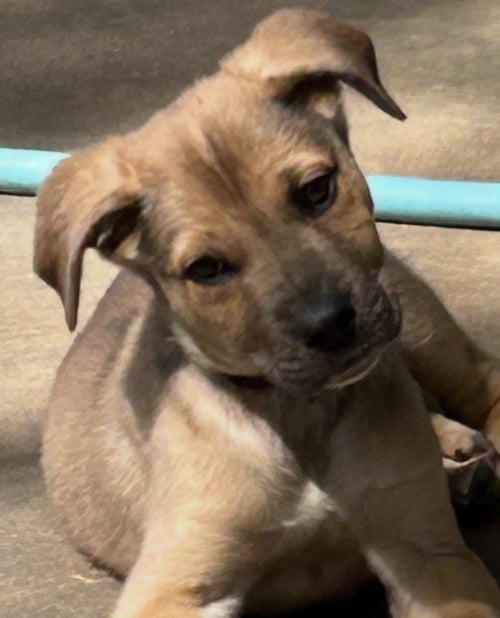 CHARLIE LONESTAR - German Shepherd Dog available for adoption