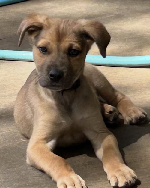 CHARLIE LONESTAR - German Shepherd Dog available for adoption