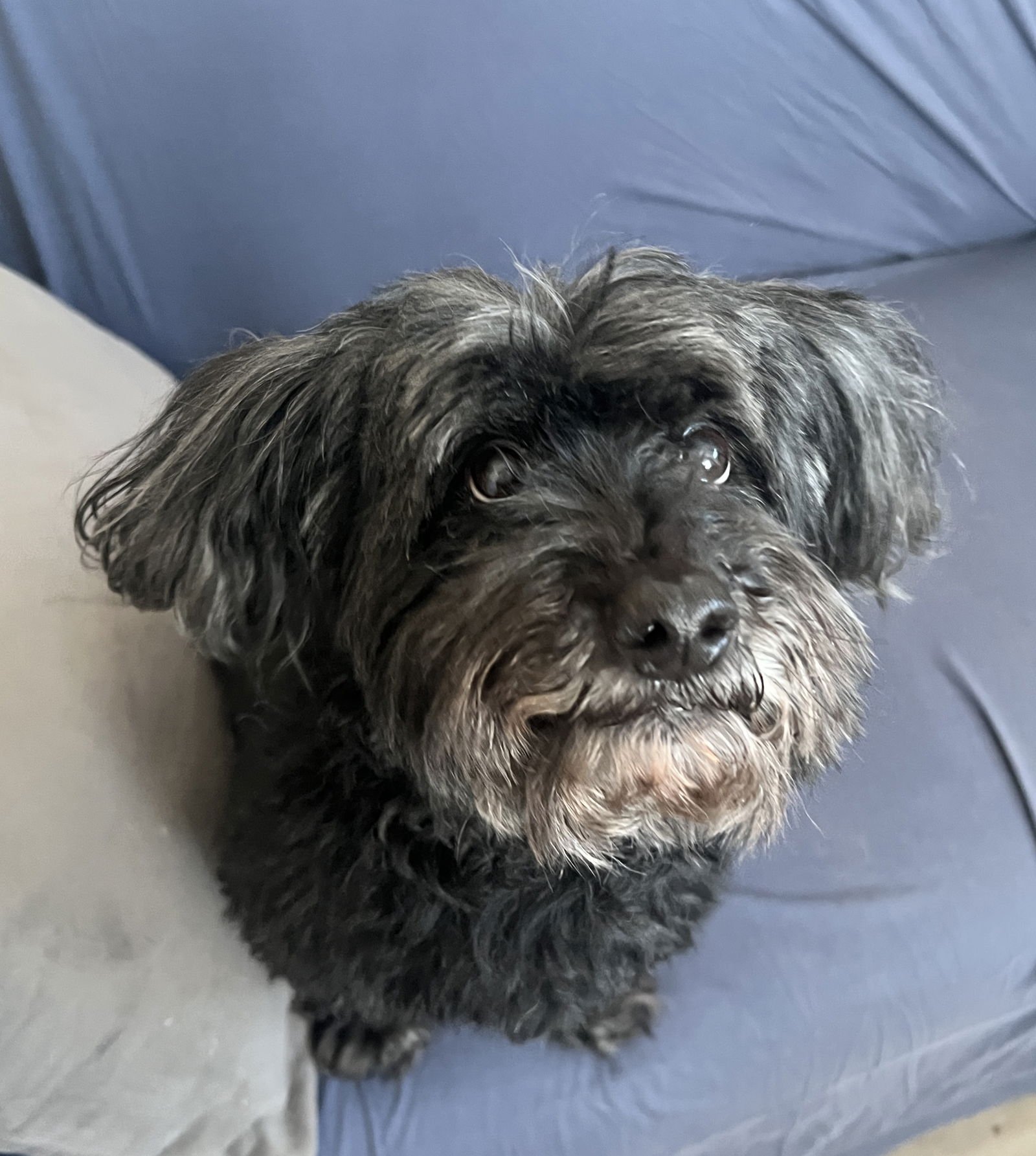 DUDLEY NJ - Poodle (Miniature) available for adoption