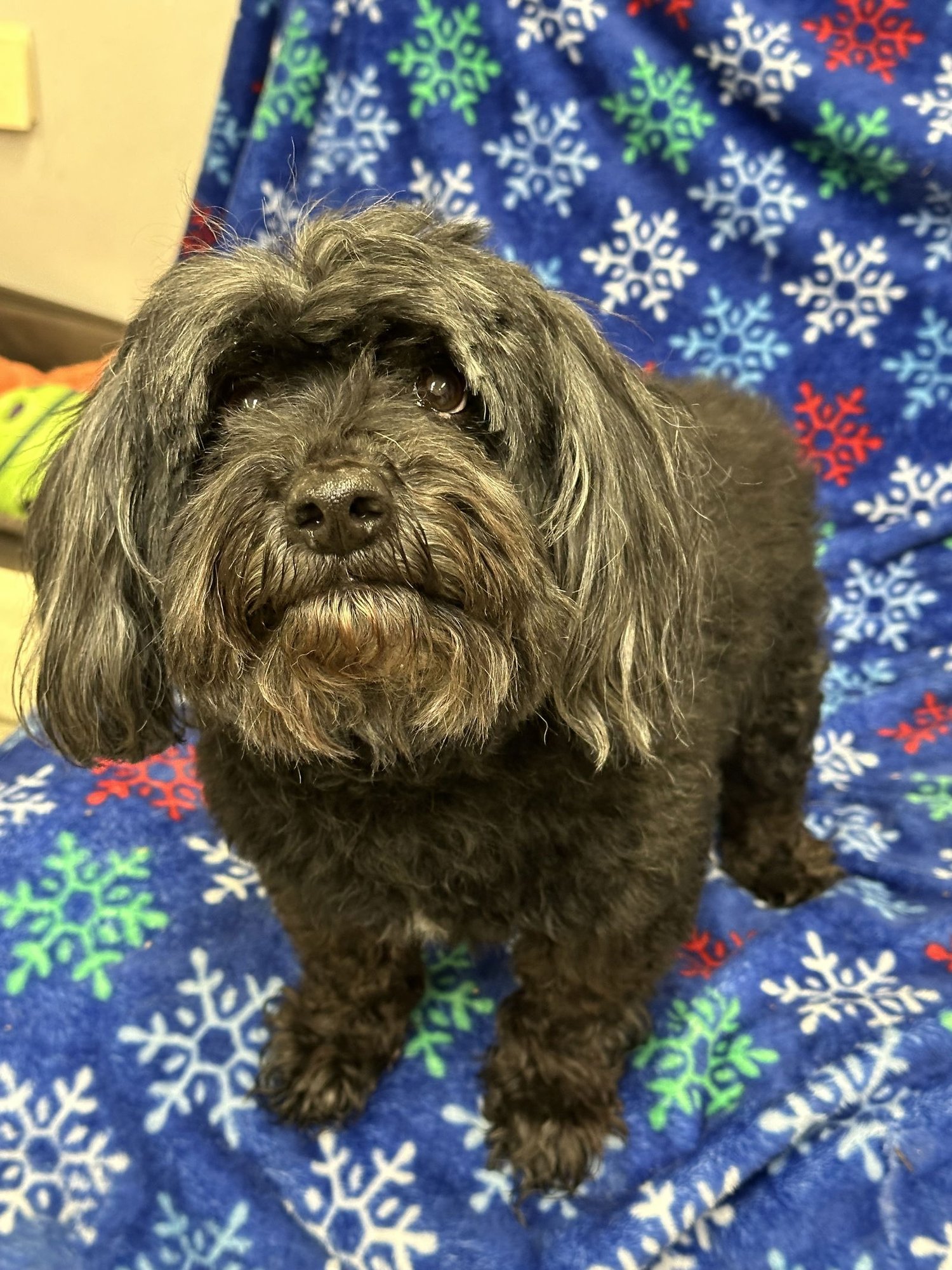 DUDLEY NJ - Poodle (Miniature) available for adoption