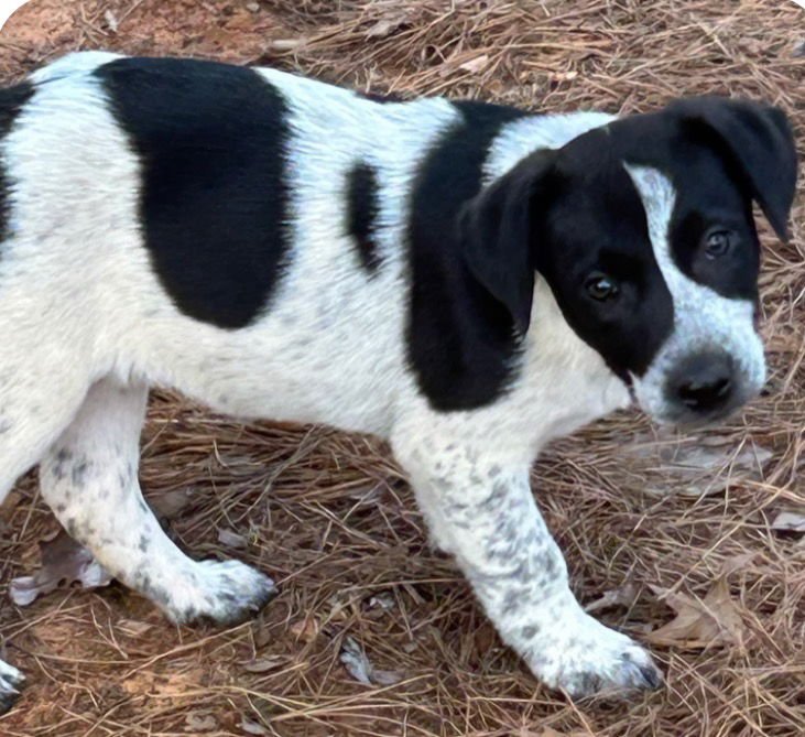 BLAIRE LONESTAR - Pointer available for adoption