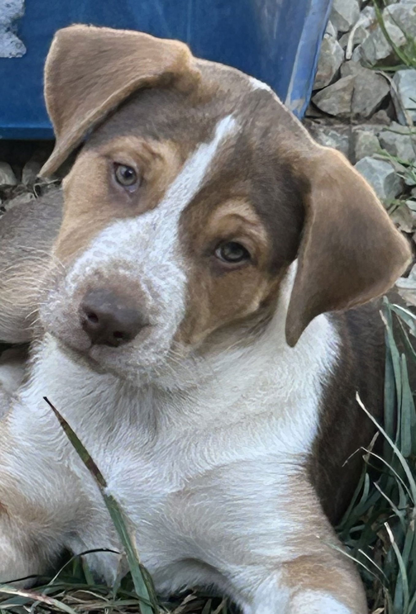 CHEECH LONESTAR - Hound / Catahoula Leopard Dog available for adoption