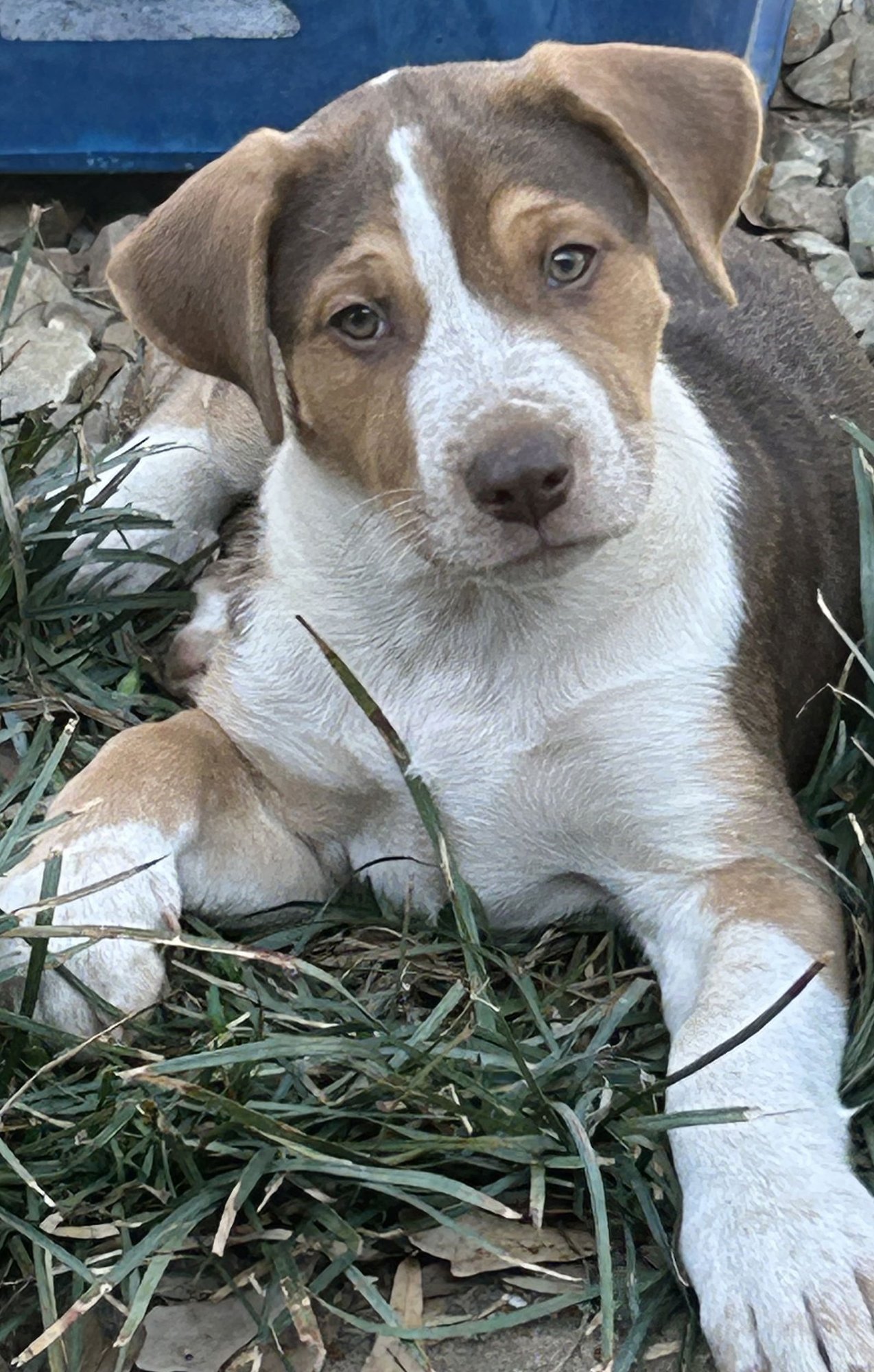 CHEECH LONESTAR - Hound / Catahoula Leopard Dog available for adoption