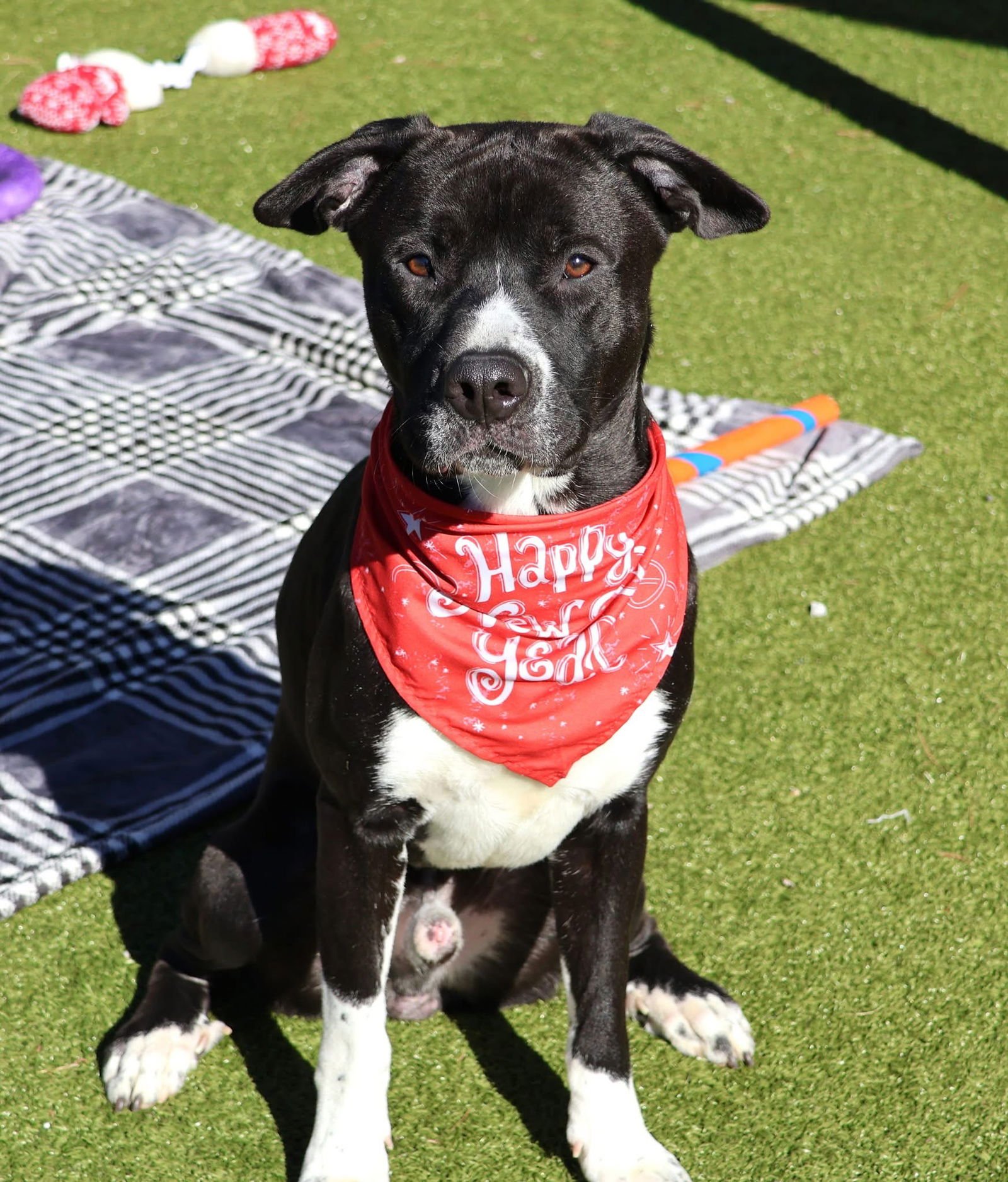 CASPER ATHENS - Black Labrador Retriever / Border Collie available for adoption