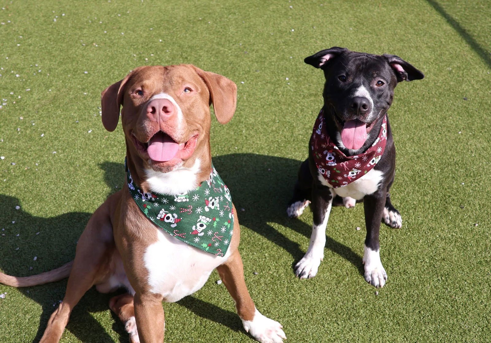 CASPER ATHENS - Black Labrador Retriever / Border Collie available for adoption