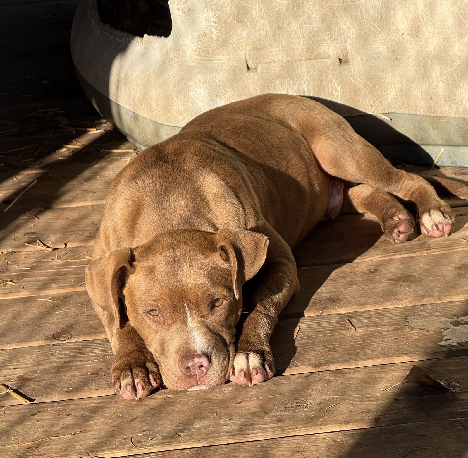 RUCKER DIXON - American Pit Bull Terrier available for adoption