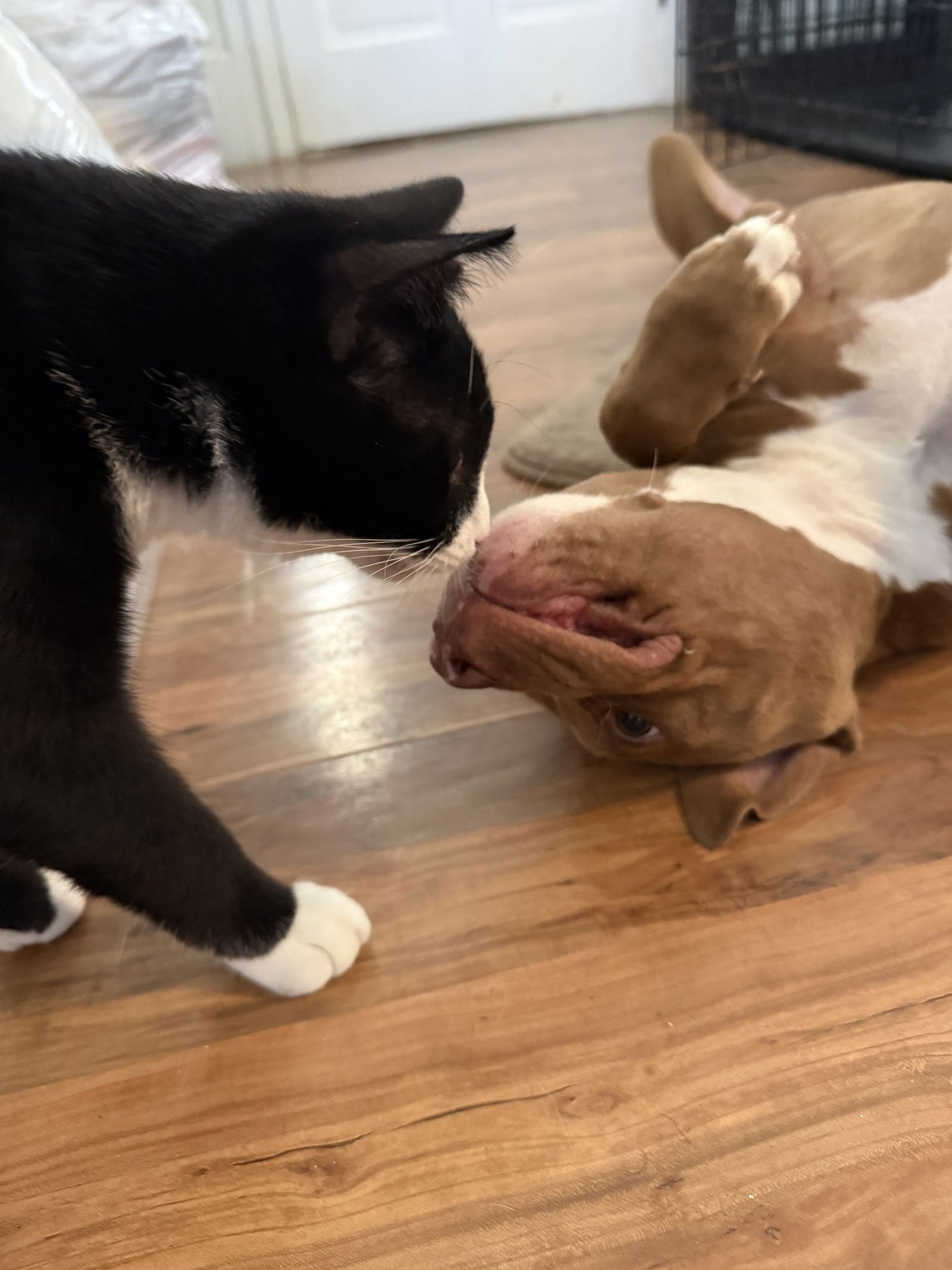 RUCKER DIXON - American Pit Bull Terrier available for adoption