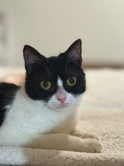 ADDIE KITTEN - Domestic Short Hair available for adoption