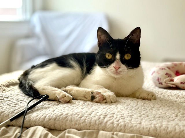 ADDIE KITTEN - Domestic Short Hair available for adoption