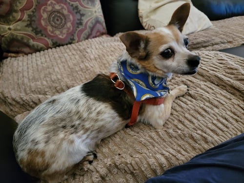 CHAPLIN NJ - Chihuahua available for adoption