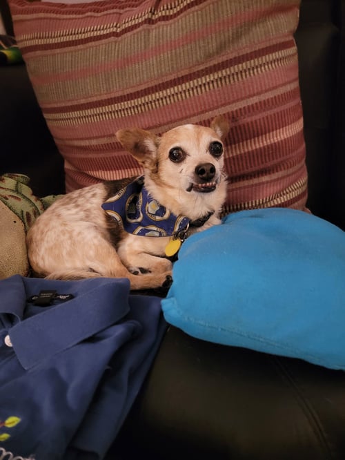 CHAPLIN NJ - Chihuahua available for adoption