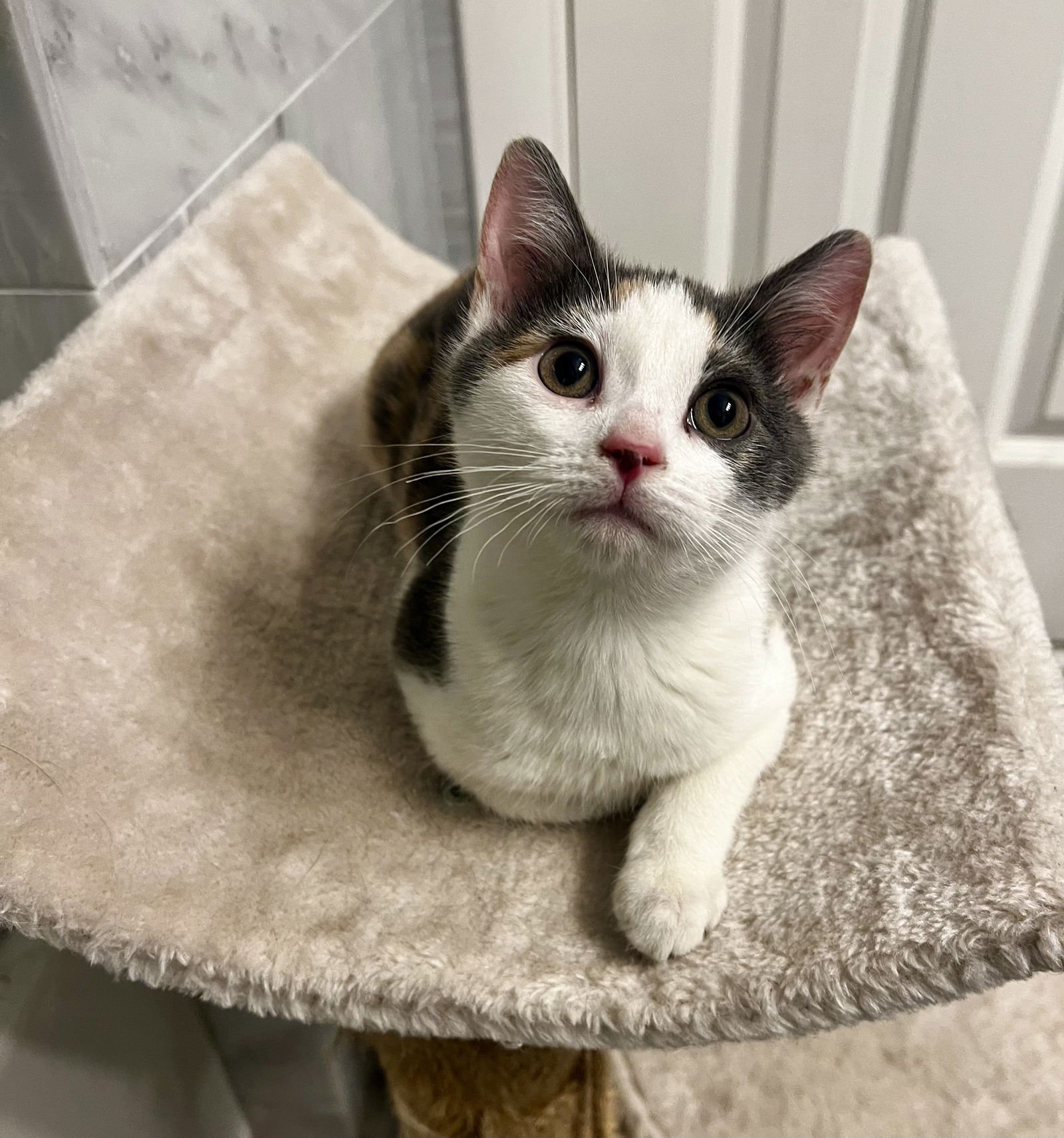 SPARKLE KITTEN - Domestic Short Hair available for adoption