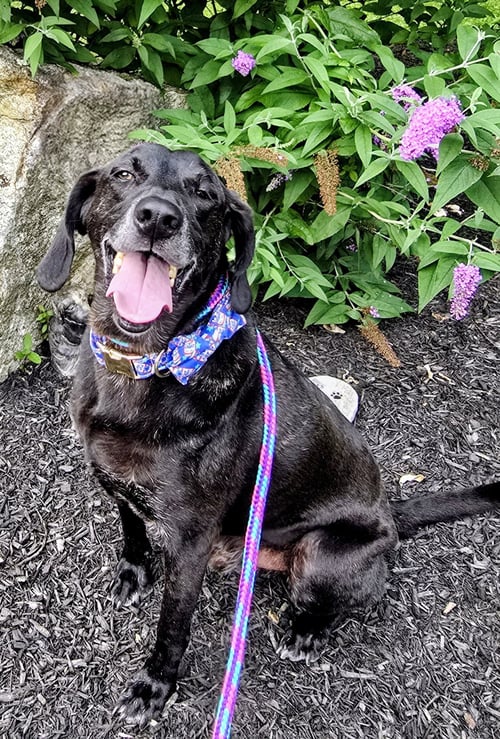 STANLEY MARTIN STEELE - Plott Hound / Weimaraner available for adoption