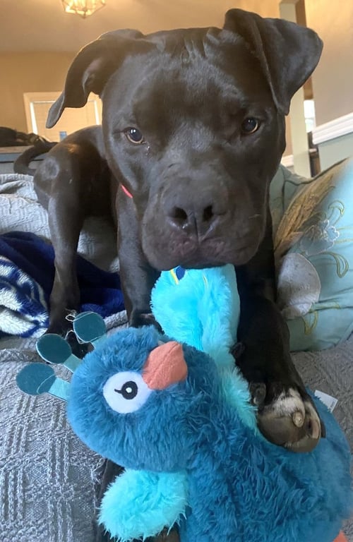 TURTLE NJ - American Pit Bull Terrier / Boxer available for adoption