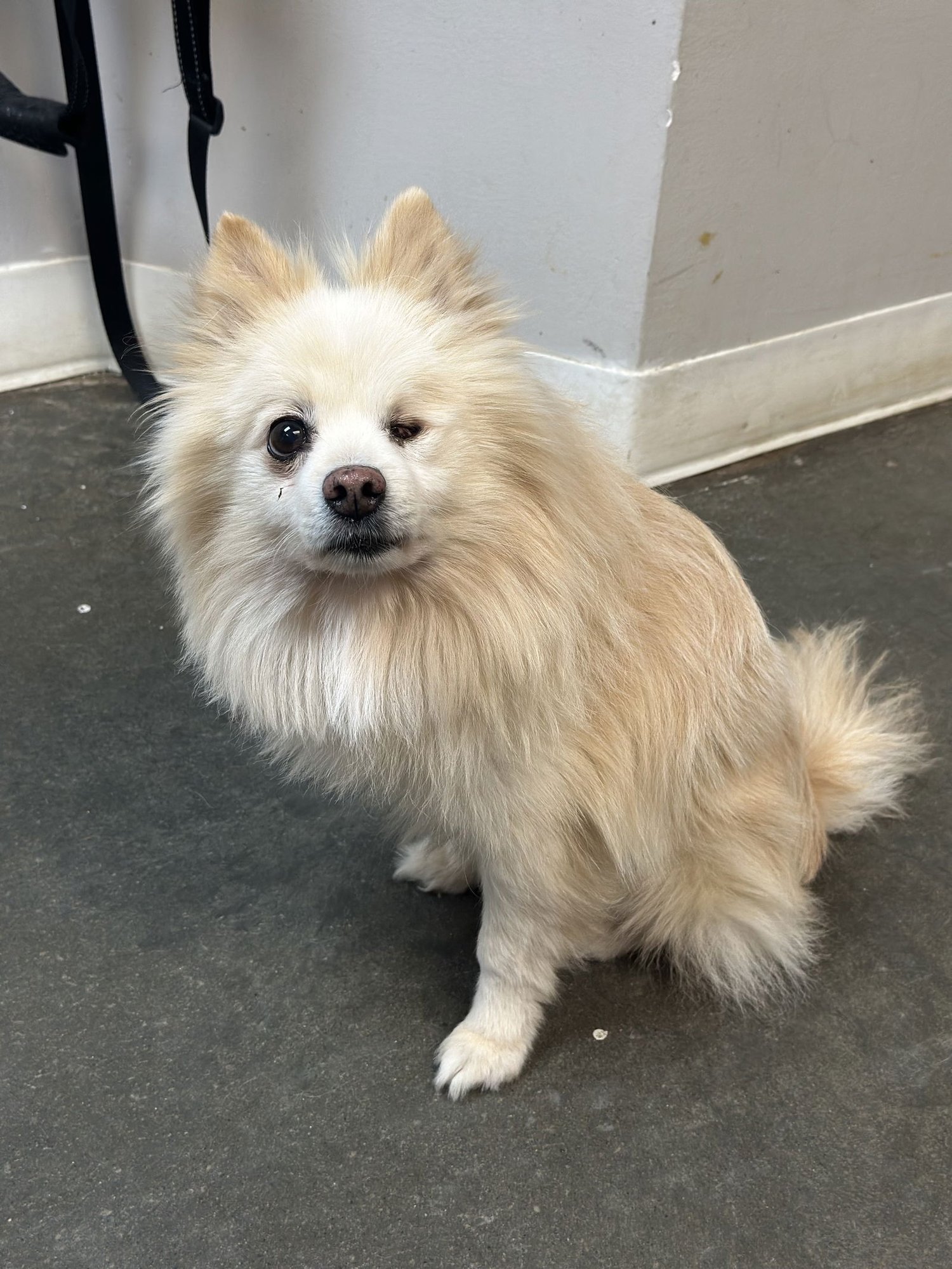 ILYA JC - Pomeranian available for adoption