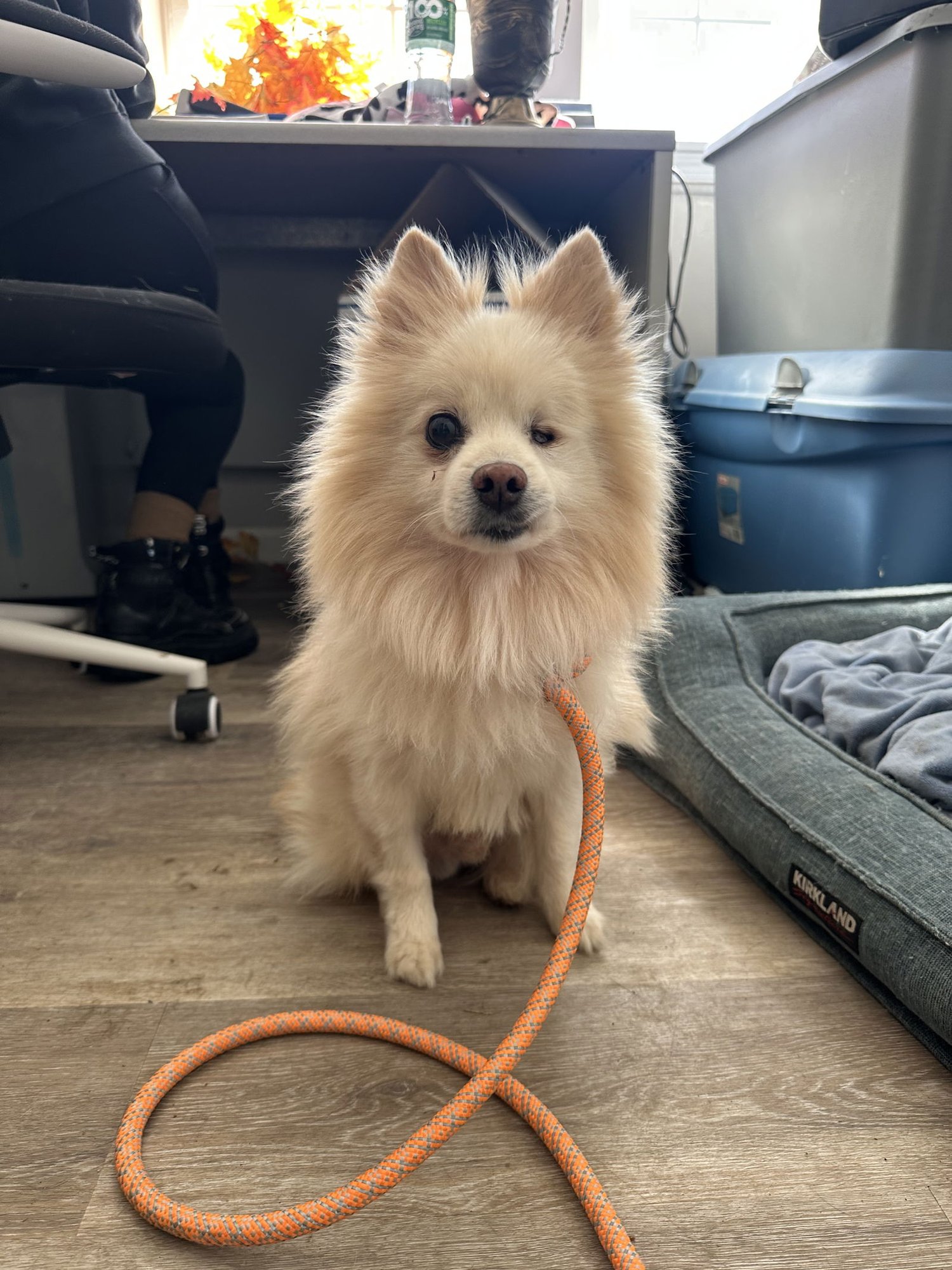 ILYA JC - Pomeranian available for adoption