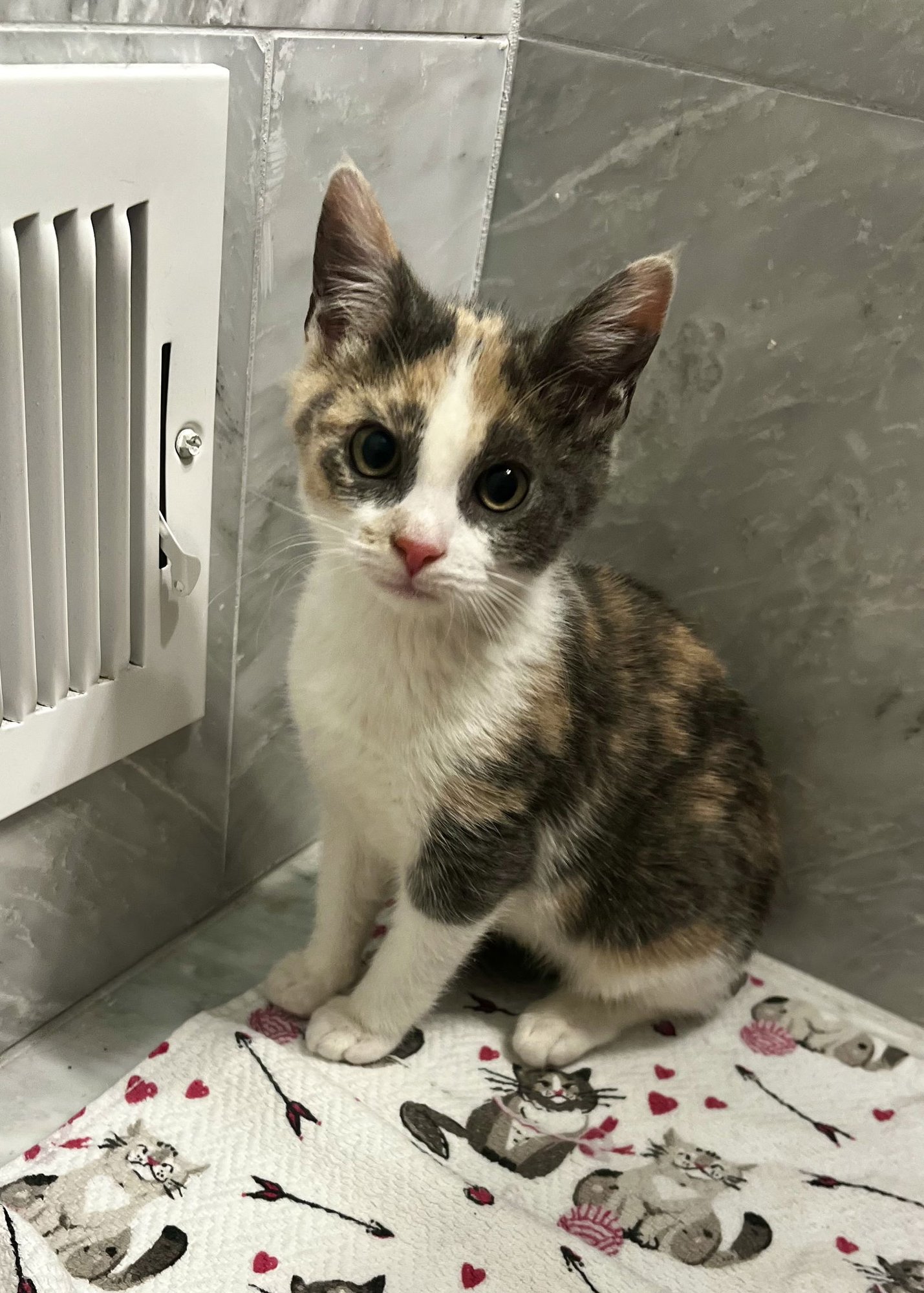 STAR KITTEN - Domestic Short Hair available for adoption