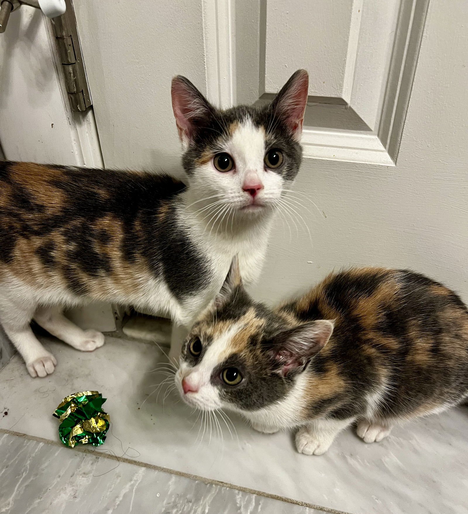 STAR KITTEN - Domestic Short Hair available for adoption