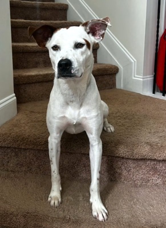 PISTON LIZMAN - Australian Cattle Dog/Blue Heeler available for adoption