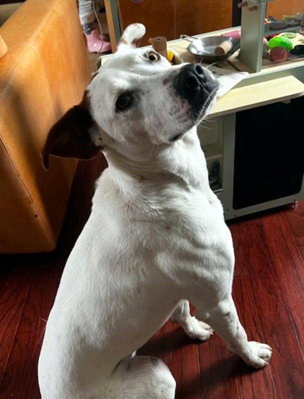 PISTON LIZMAN - Australian Cattle Dog/Blue Heeler available for adoption