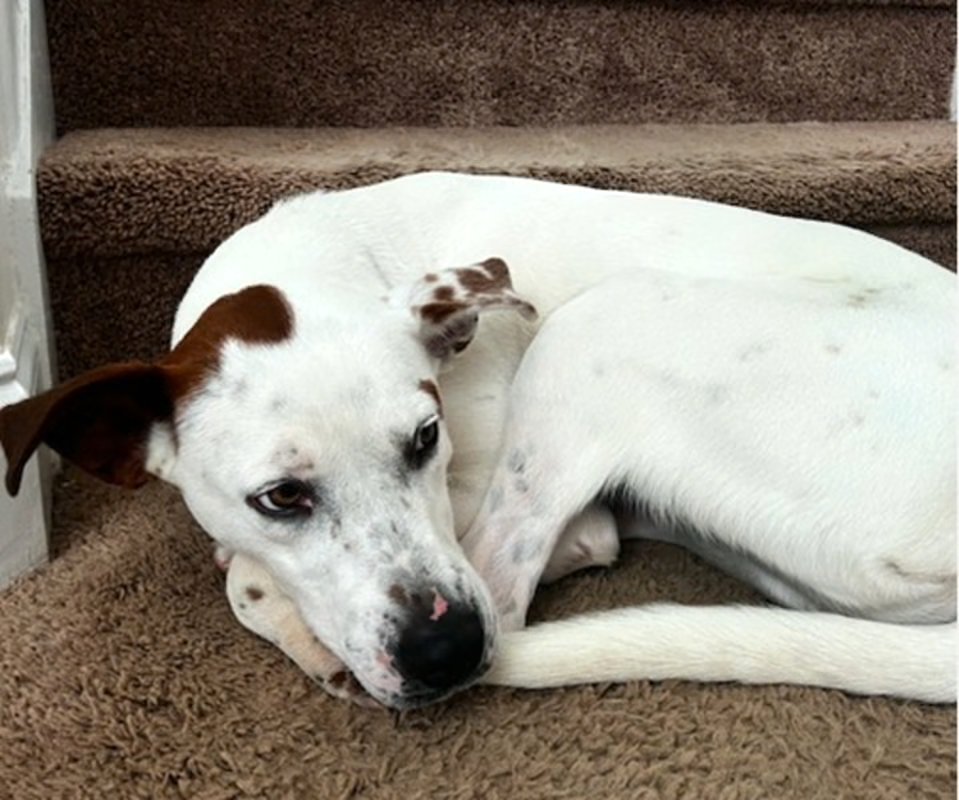 Piston Lizman - Photo 3