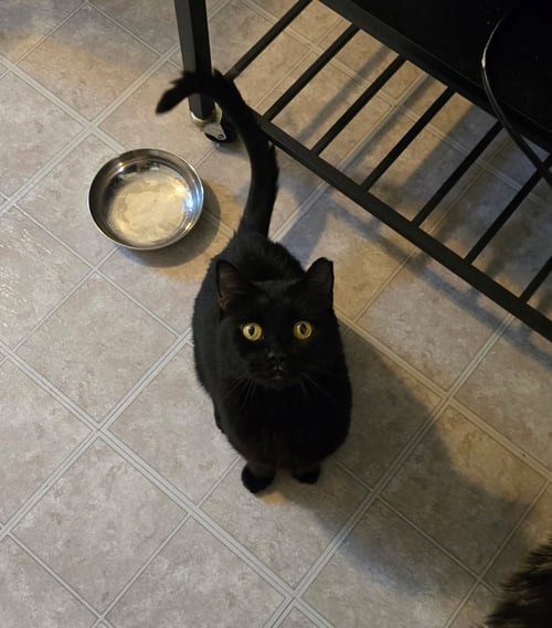 TAMSO - Domestic Short Hair available for adoption